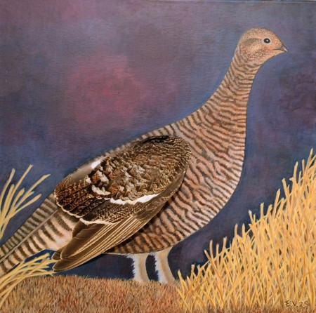 Naaras teeri "hunting" 40x40